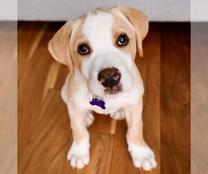 American Bulldog-Golden Retriever Mix Dogs for adoption in Batavia, OH, USA