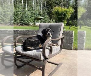 Rottweiler-Unknown Mix Dogs for adoption in Fairbanks, AK, USA