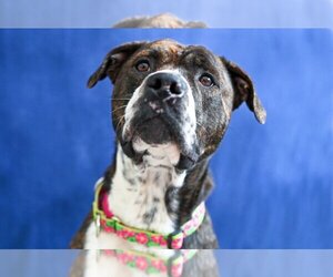 American Pit Bull Terrier Dogs for adoption in Gloversville, NY, USA