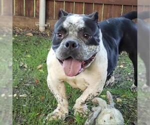 Bulldog Dogs for adoption in Dallas, TX, USA