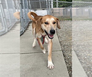 Australian Retriever Dogs for adoption in Palmetto, FL, USA