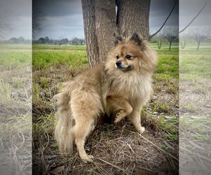 Pomeranian Dogs for adoption in Pleasanton, TX, USA