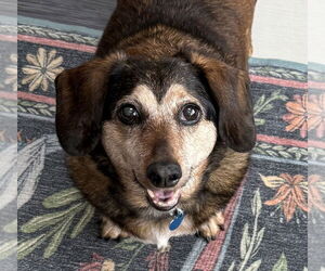 Dachshund-Unknown Mix Dogs for adoption in Springdale, PA, USA