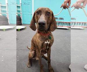 Plott Hound Dogs for adoption in Sandy, UT, USA