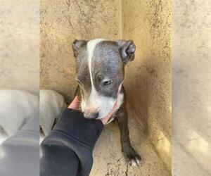 American Pit Bull Terrier-Unknown Mix Dogs for adoption in Oklahoma City, OK, USA