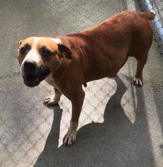 Boxer-Unknown Mix Dogs for adoption in Morehead, KY, USA