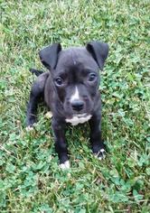 American Pit Bull Terrier Dogs for adoption in Concord, NC, USA