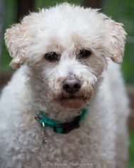 Poodle (Miniature) Dogs for adoption in Anchorage, AK, USA