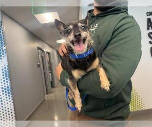 Mutt Dogs for adoption in San Martin, CA, USA