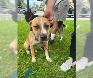 American Pit Bull Terrier-Unknown Mix Dogs for adoption in West Palm Beach, FL, USA