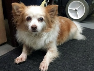 Medium Photo #1 Chihuahua-Unknown Mix Puppy For Sale in Ventura, CA, USA