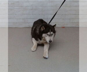 Siberian Husky Dogs for adoption in San Bernardino, CA, USA