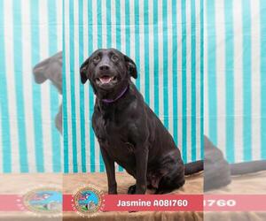 Labrador Retriever-Unknown Mix Dogs for adoption in Mobile, AL, USA