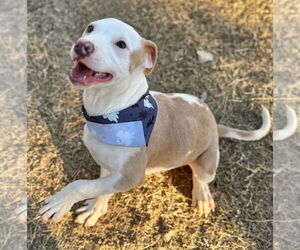 Mutt Dogs for adoption in Great Bend, KS, USA