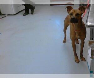 Black Mouth Cur-Unknown Mix Dogs for adoption in Fayetteville, NC, USA