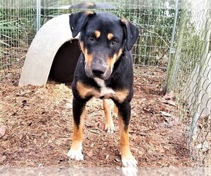 Mutt Dogs for adoption in CRESCENT CITY, FL, USA