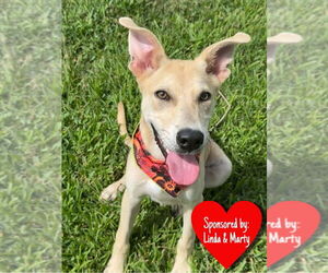 Mutt Dogs for adoption in San Leon, TX, USA