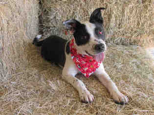 Border Collie Dogs for adoption in Oklahoma City, OK, USA