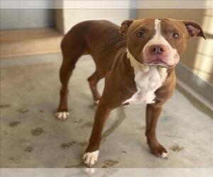 American Pit Bull Terrier-Unknown Mix Dogs for adoption in Texas City, TX, USA