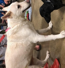 German Shepherd Dog Dogs for adoption in Cincinnati, OH, USA