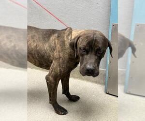Mastiff-Unknown Mix Dogs for adoption in Las Vegas, NV, USA