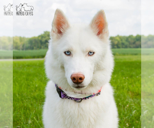 Alaskan Husky Dogs for adoption in Troy, IL, USA