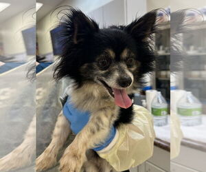 Chiranian Dogs for adoption in Gulfport, MI, USA