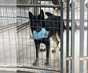 German Shepherd Dog-Unknown Mix Dogs for adoption in Jackson, MS, USA