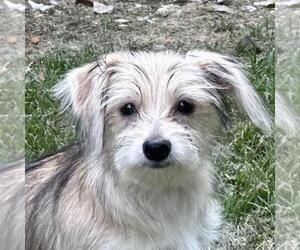 Mutt Dogs for adoption in Yardley, PA, USA