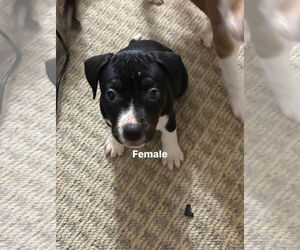 Staffordshire Bull Terrier-Unknown Mix Dogs for adoption in Holly Springs, NC, USA