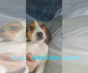 Treeing Walker Coonhound Dogs for adoption in Oak Bluffs, MA, USA