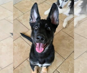 German Shepherd Dog Dogs for adoption in Matawan, NJ, USA