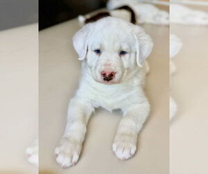 Pyrenees Catahoula Dogs for adoption in Dana Point, CA, USA