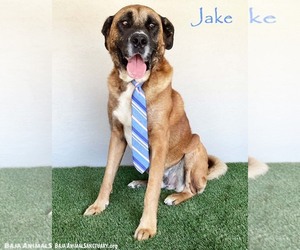 Bullmastiff-Unknown Mix Dogs for adoption in San Diego, CA, USA