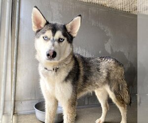 Siberian Husky Dogs for adoption in San Bernardino, CA, USA