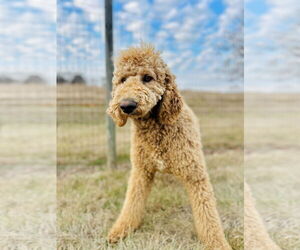 Poodle (Standard) Dogs for adoption in Pacolet, SC, USA