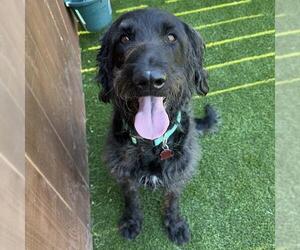 Miniature Labradoodle Dogs for adoption in San Diego, CA, USA