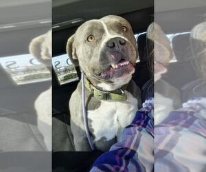 American Pit Bull Terrier-Unknown Mix Dogs for adoption in Foristell, MO, USA