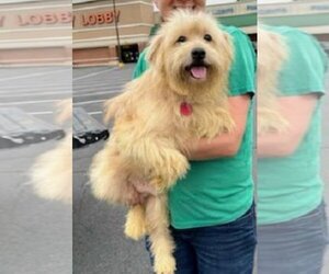 Shih Apso Dogs for adoption in Mt. Laurel, NJ, USA