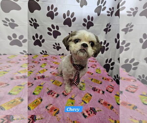 Shih Tzu-Unknown Mix Dogs for adoption in Metairie, LA, USA