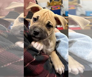 Mutt Dogs for adoption in Clarkston, MI, USA