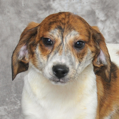Beagle-Unknown Mix Dogs for adoption in Danville, KY, USA