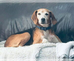 Mutt Dogs for adoption in Rustburg, VA, USA