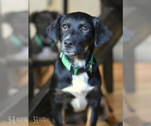 Mutt Dogs for adoption in Montgomery, TX, USA