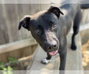 Labrador Retriever Dogs for adoption in Waco, TX, USA