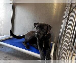 Labrador Retriever-Unknown Mix Dogs for adoption in Downey, CA, USA