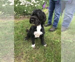 Portuguese Water Dog Dogs for adoption in Grovertown, IN, USA