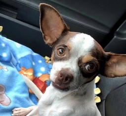 Chihuahua Dogs for adoption in Brownsboro, AL, USA