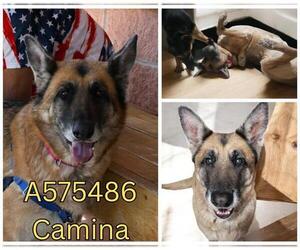 German Shepherd Dog Dogs for adoption in San Antonio, TX, USA