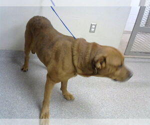 Labrador Retriever-Unknown Mix Dogs for adoption in Pasadena, TX, USA